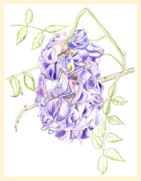 American Wisteria