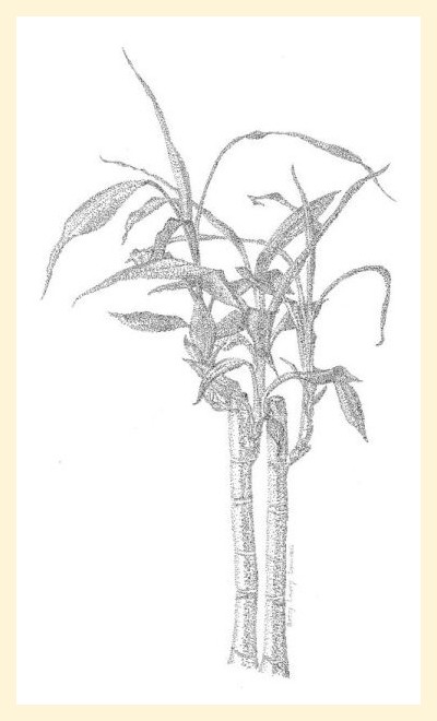 Annie's Lucky Bamboo