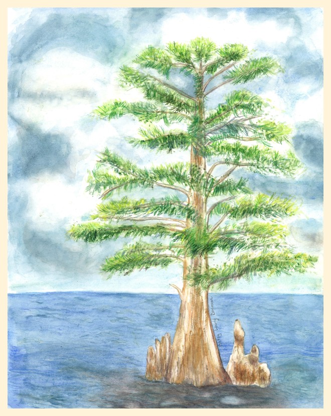 Bald Cypress