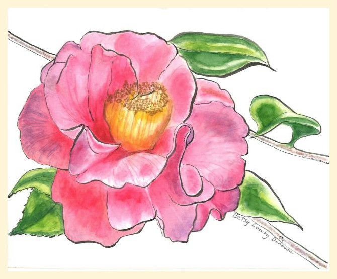 Camellia sasanqua