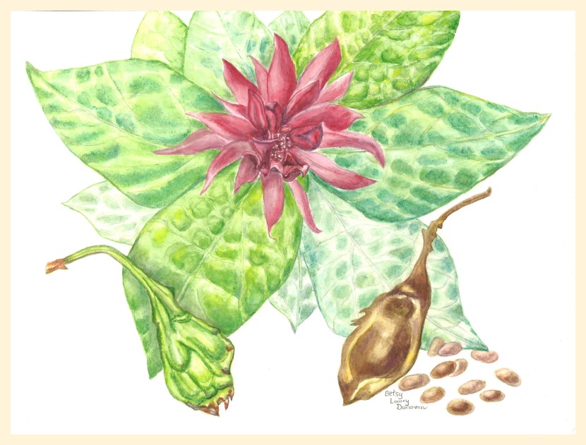 Carolina Sweetshrub Allspice