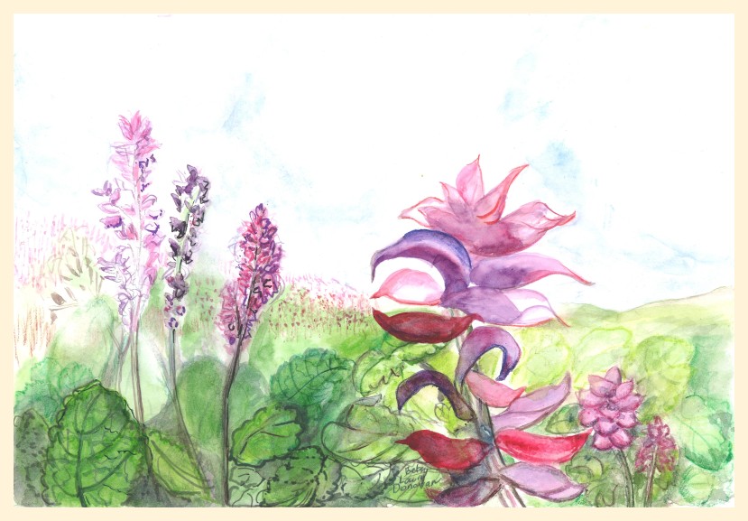 Clary Sage 2