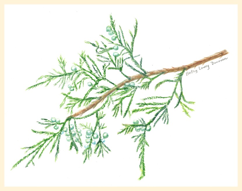 Eastern Red Cedar