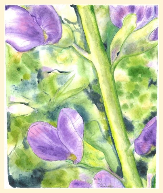 False Blue Indigo
