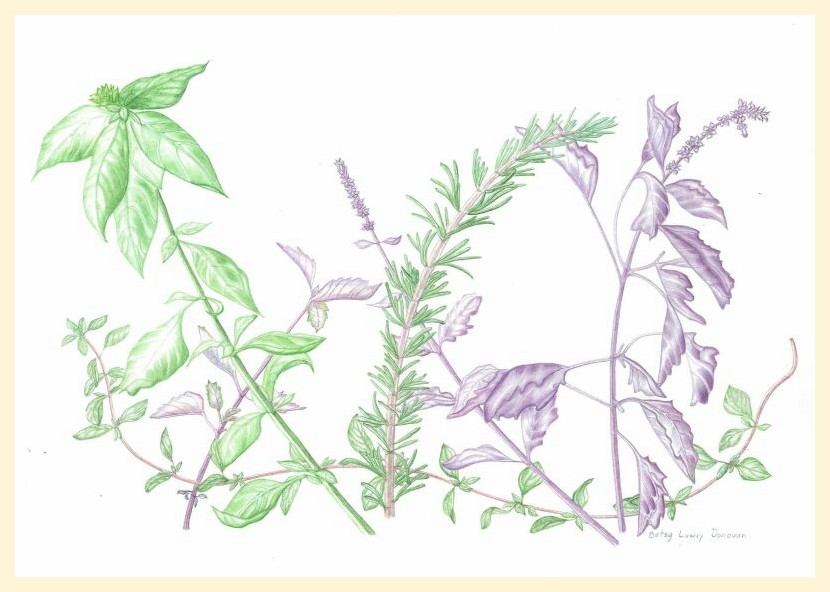 Kitchen Herb Garden
