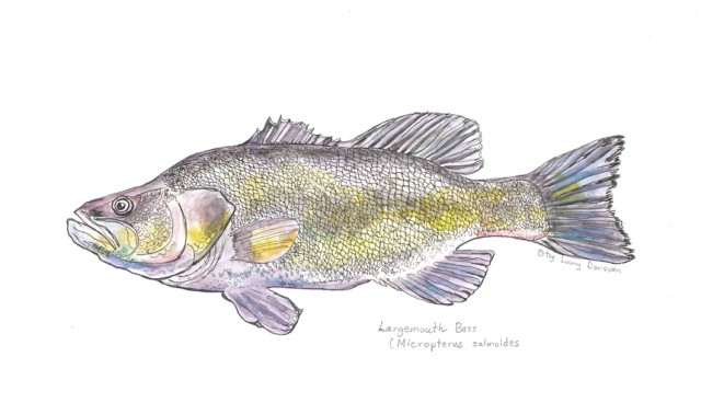 Largemouth Bass