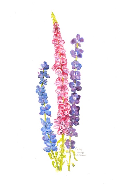 Larkspur