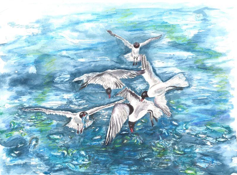 Laughing Gulls Feeding Frenzy