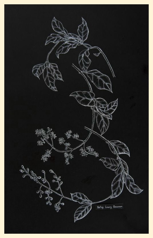 Ligustrum 2