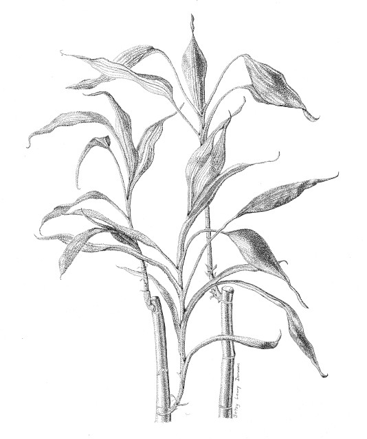Lucky Bamboo