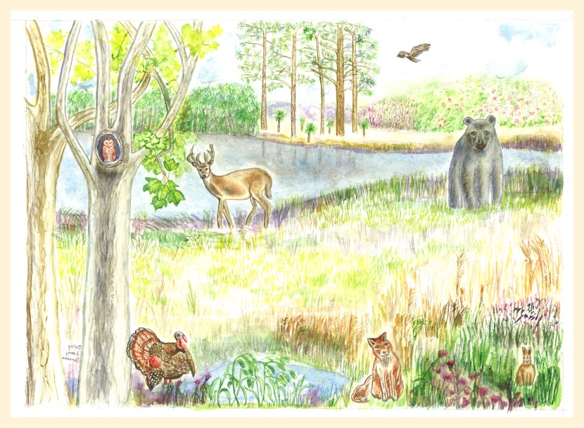 Plants and Animals of Down East
