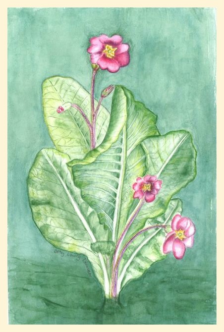 Primrose