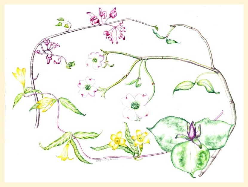 Quartet: Jessamine, Redbud, Dogwood, and Trillium