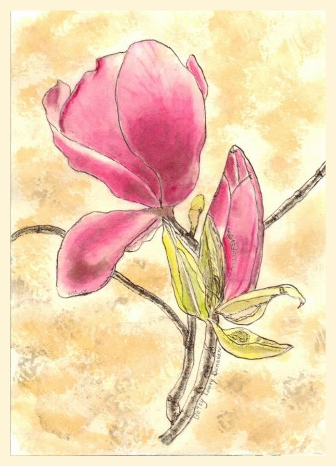 Saucer Magnolia