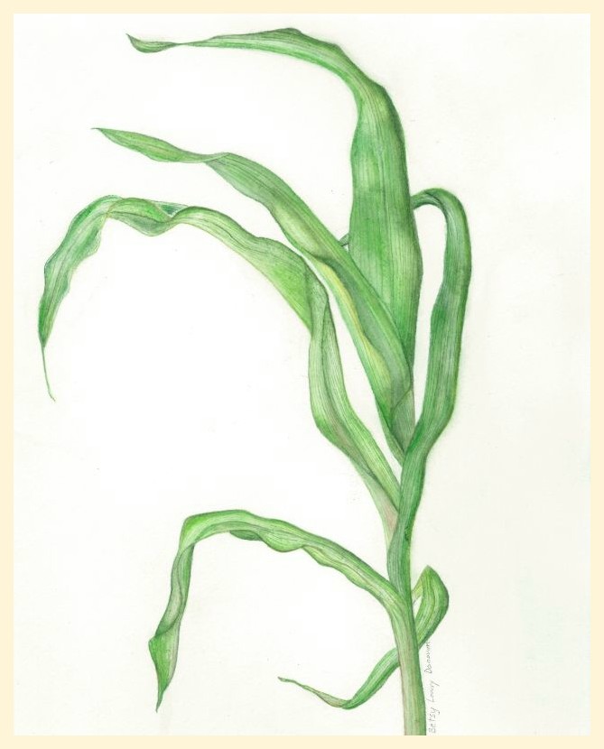 Sweet Corn