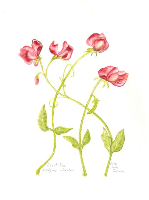 Sweet Pea 1