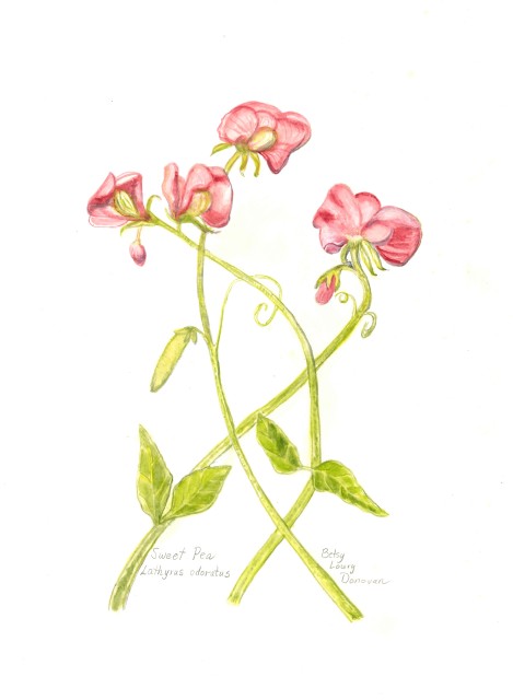 Sweet Pea 2
