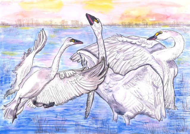 Tundra Swans