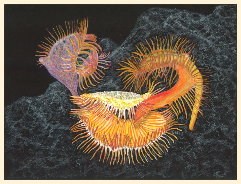Venus Flytrap Sea Anemone