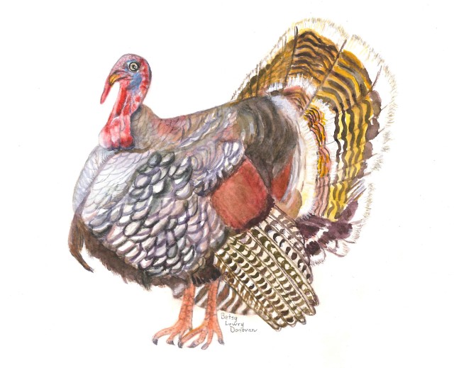 Wild Turkey in NC