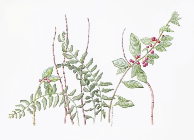 Winter Plants in NC